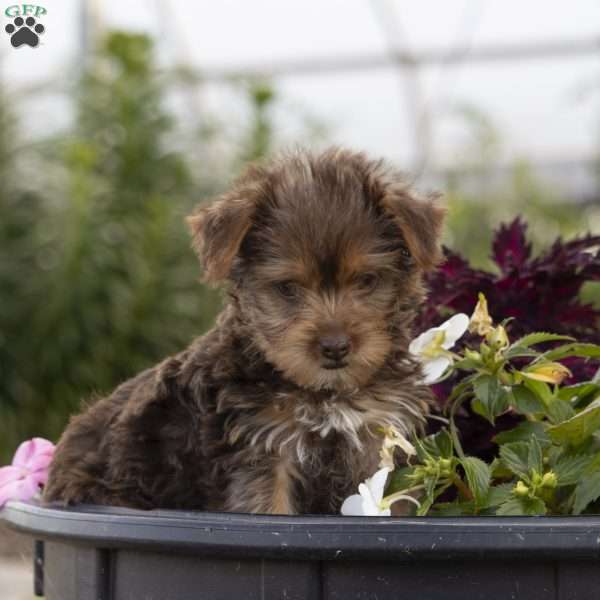 Lucy, Yorkie Puppy